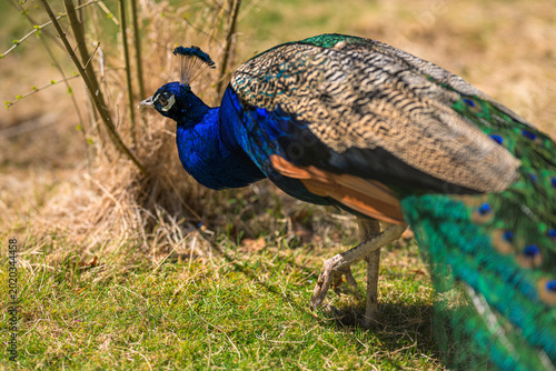Bild auf Leinwand Peacock bird Pavo cristatus walking on grass with colorful plumage