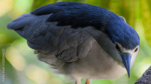 Fotografi black crowned night heron