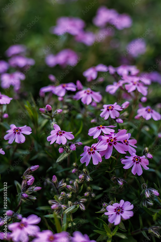 Obraz premium Gentle purple creeping phlox (Phlox subulata) blooming in a spring garden, macro view.