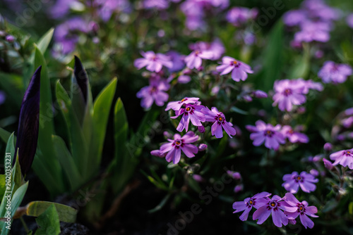 Gentle purple creeping phlox (Phlox subulata) blooming in a spring garden, macro view.