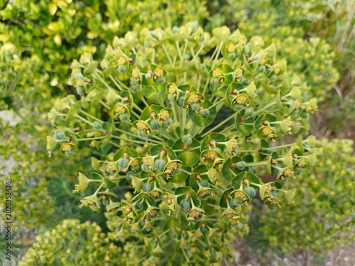 Bild auf Leinwand Mittelmeer-Wolfsmilch (Euphorbia characias) im Park