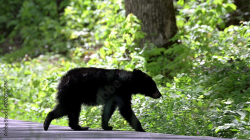 Bild auf Leinwand Black Bear Crossin the Road