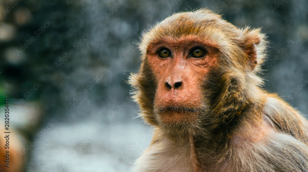 Fototapeta premium Expressive portrait of a monkey with gold eyes. High-quality digital photo featuring fine fur details and a soft background. Perfect for wildlife art collections