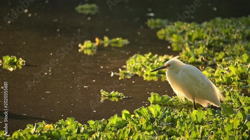 Great white heron, a beautiful white heron beside a lovely, calm lake at sunrise in Brazil, 4k slow-motion video.