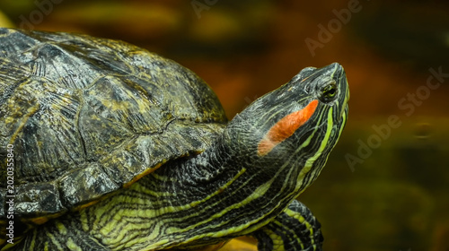 Quadro su tela Detailed macro of a red-eared slider turtle