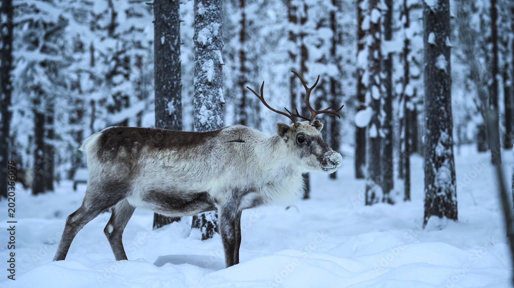 Obraz premium Majestic reindeer in a snowy winter forest. High-quality wildlife photography with serene natural lighting and sharp details. Perfect for holiday decor and digital prints