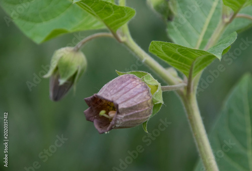 Blüte der Schwarzen Tollkirsche