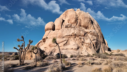 Foto A travel to joshua tree national park at 
california state of usa