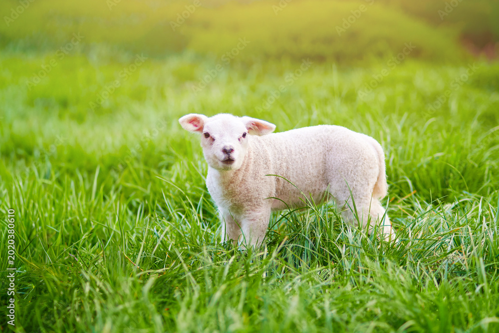 Obraz premium Cute white baby sheep outdoors in a countryside meadow surrounded by lush pasture and farming landscape.