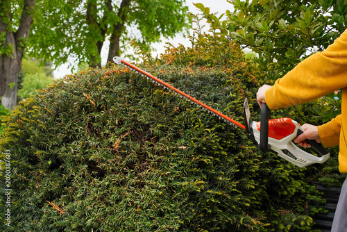 Картината върху платно Battery powered hedge trimmer performing diagonal pruning cut on thick evergreen hedge in residential outdoor environment