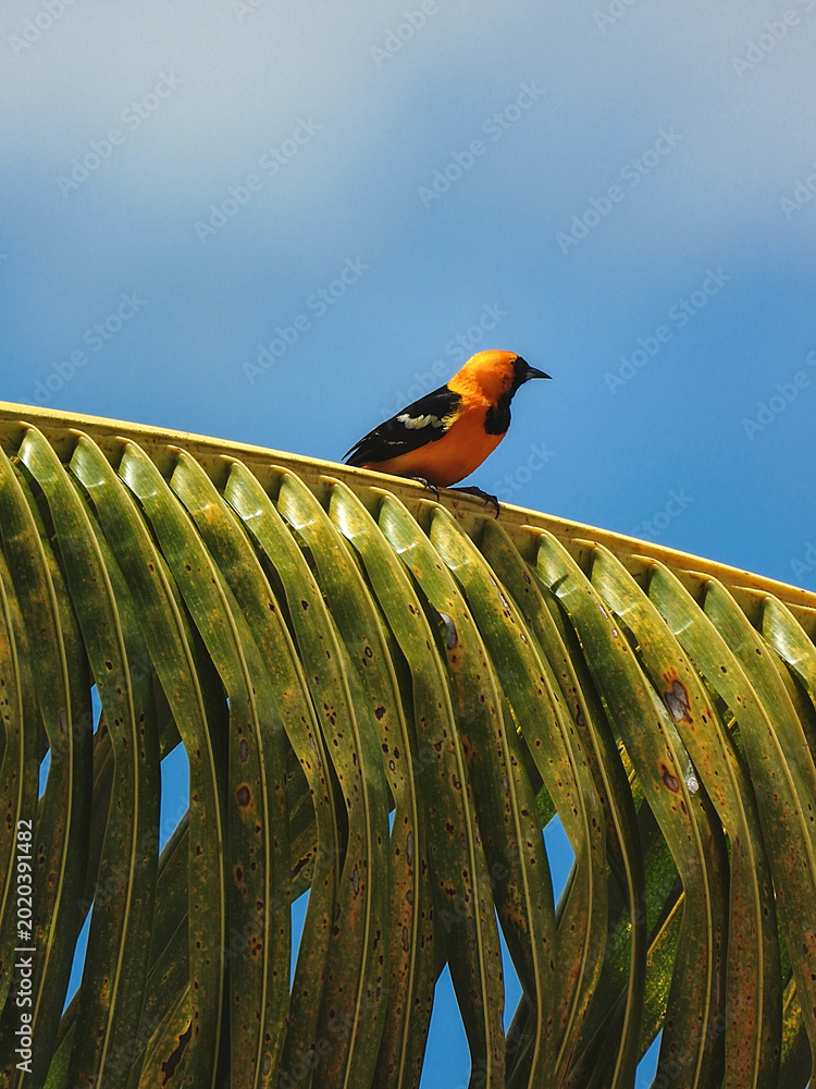 Φωτογραφία Birdlife of Quintana Roo