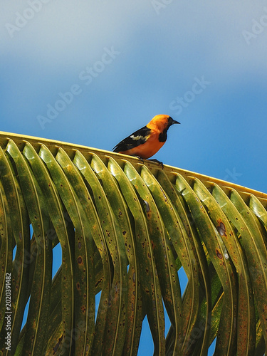 Photos Birdlife of Quintana Roo