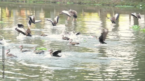 Ducks, beautiful ducks swimming in a lovely calm lake at sunrise in Brazil, 4k. Slow motion video.