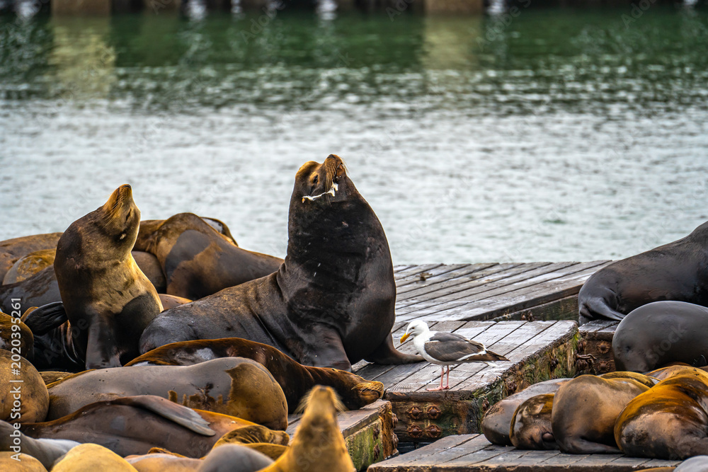 Ταπετσαρία California Sea Lions Resting at Pier 39