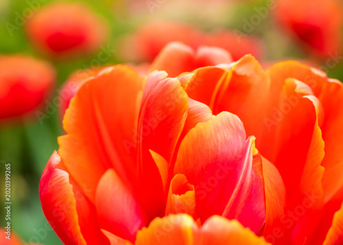 vibrant red orange double tulip petals blooming outdoors