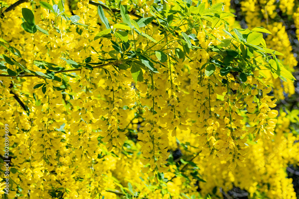Ταπετσαρία Laburnum tree with bright yellow flowers blooming in Spring