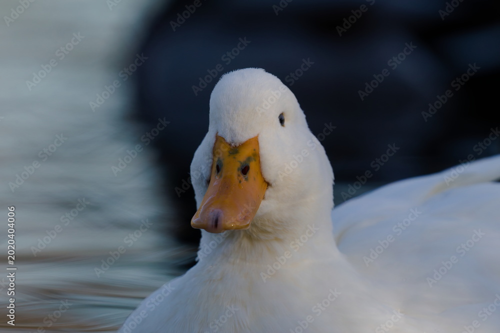 Ταπετσαρία A crisp, close-up portrait of a white Aylesbury duck floating peacefully on the water