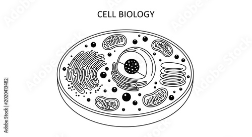 Obraz na plátně Cell biology outline vector diagram showing structural anatomy with nucleus, mitochondria, and cytoplasm