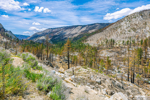 Quadro su tela View of a steep mountainside showing burned trees alongside new green regrowth i