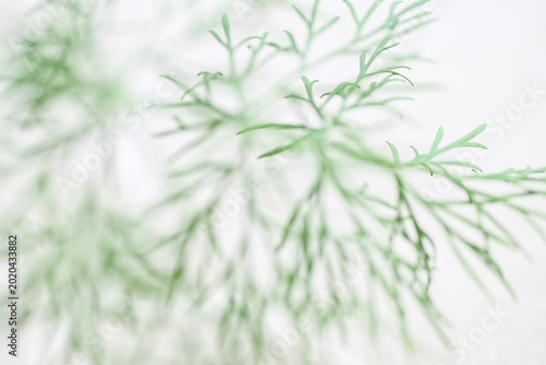 Картината върху платно Close up of Delicate Dill Leaves on White Background
