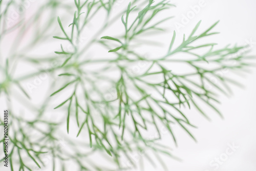 Fotografía Close up of Delicate Dill Leaves on White Background