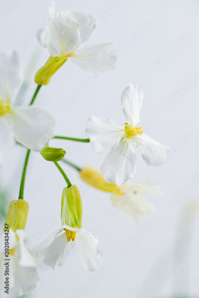 Fototapeta premium Close up of White and Yellow Daikon Radish Flowers