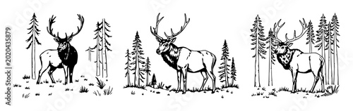 Valokuva Elk set with detailed woodcut style illustration featuring vintage wilderness ae