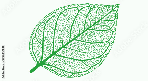 Fotografie Green Leaf Skeleton Veins Macro Detail Isolated on White Background
