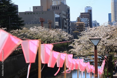 Cherry Blossoms along the Meguro River
