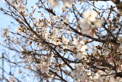 Cherry Blossoms along the Meguro River in JAPAN