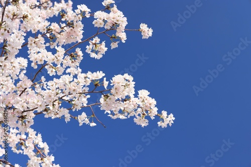 Cherry Blossoms along the Meguro River in JAPAN