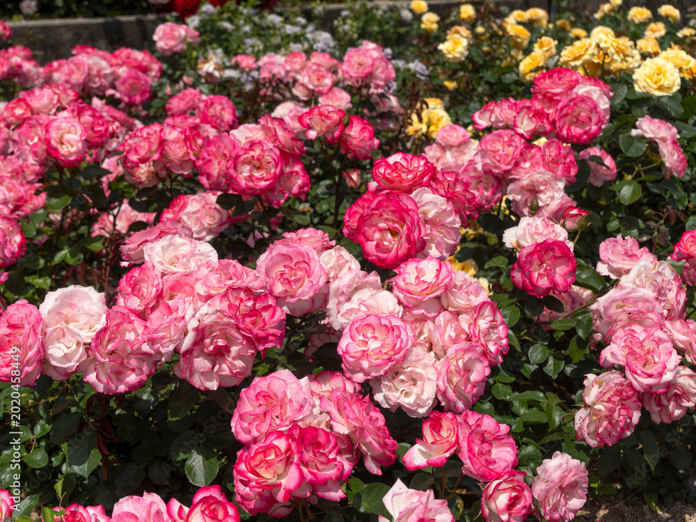 Obraz premium 公園に咲いたピンクの薔薇