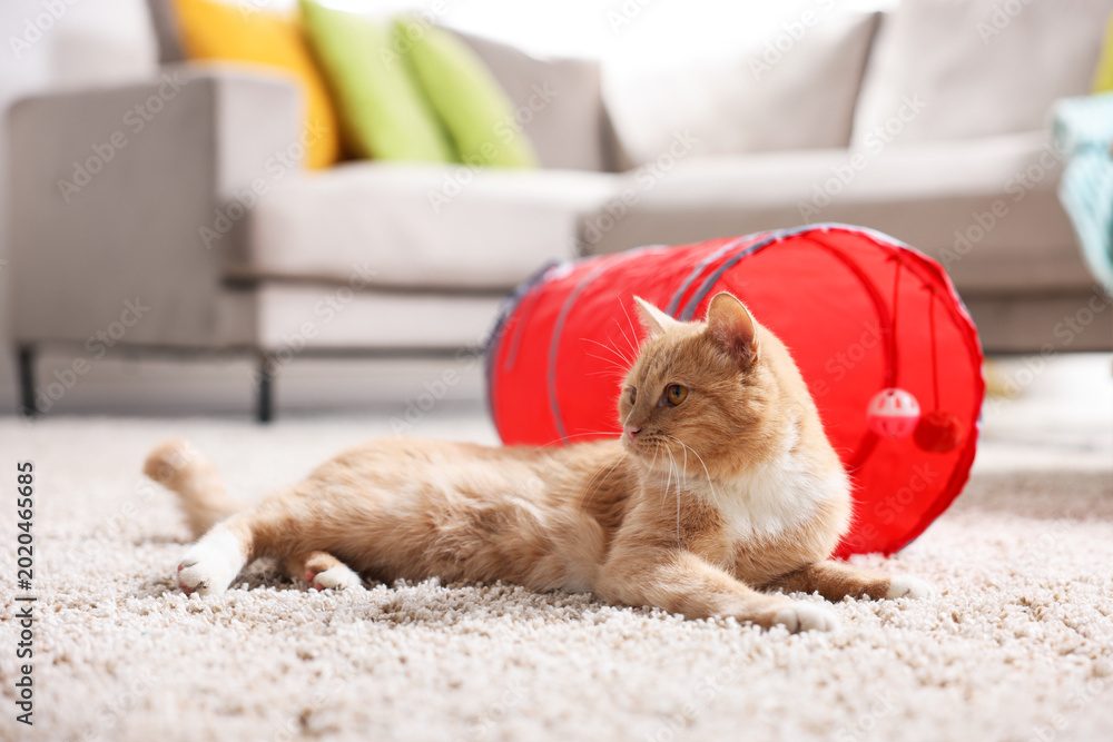 Fototapeta premium Cute cat resting on carpet and toy tunnel at home