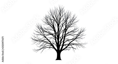 Photos Bare Tree Silhouette, Winter Season, Isolated on White Background