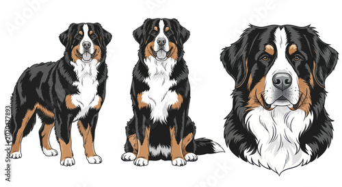 Bild auf Leinwand Bernese Mountain Dog Collection: Standing, Sitting, and Portrait