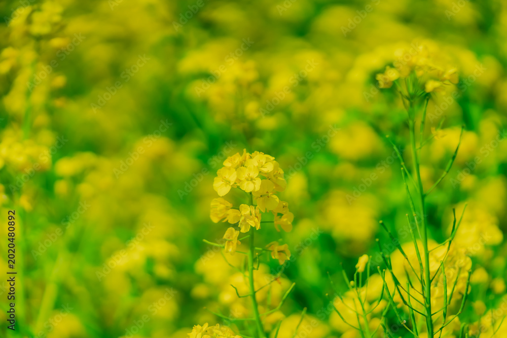 Obraz premium 【熊本】動植物園の菜の花