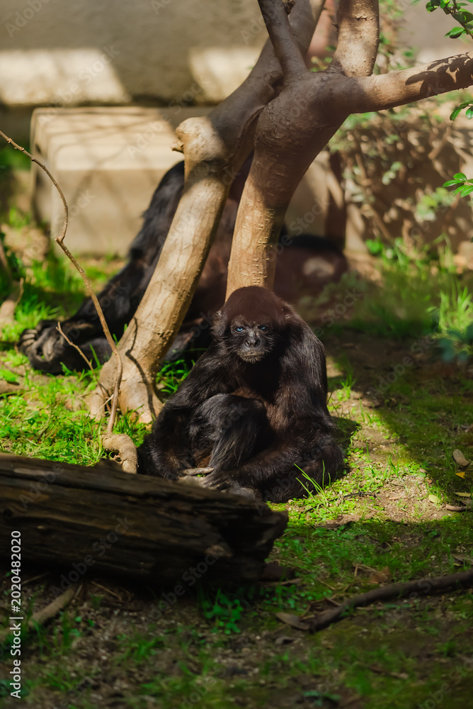 Fototapeta premium 【熊本】熊本市動植物園