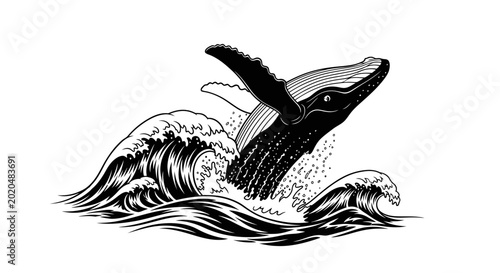 Schilderij op canvas Humpback whale breaching ocean waves, black and white illustration