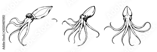 Bild auf Leinwand Giant squid set with hand-drawn scientific illustration on a white background fe