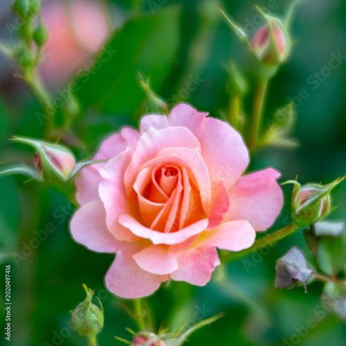 Rose flower taken with soft focus