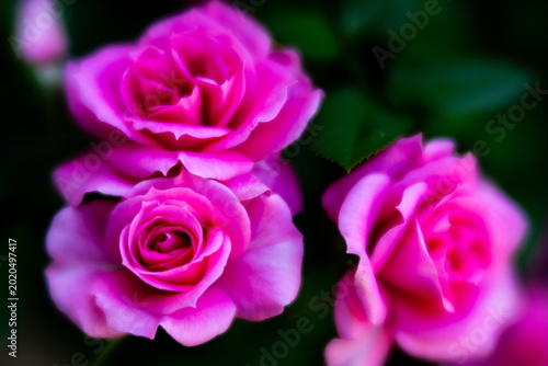 Rose flower taken with soft focus