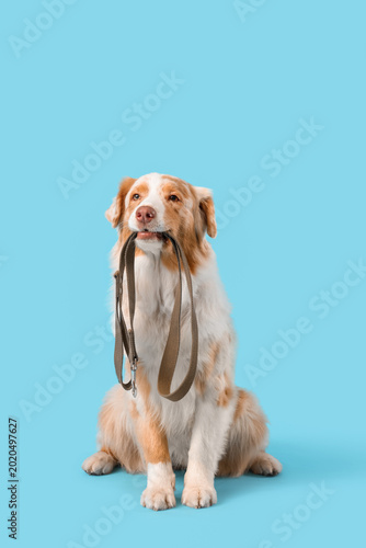 Cute Australian Shepherd do...