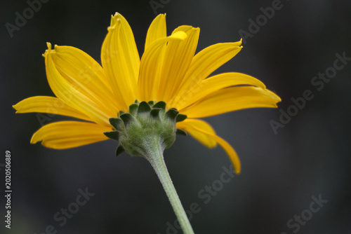 Photography Back view of a yellow heliopsis flower (false sunflower) against a dark background