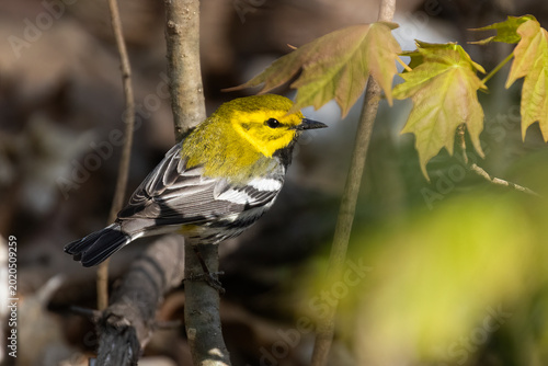  black-throated green warbler (Setophaga virens)