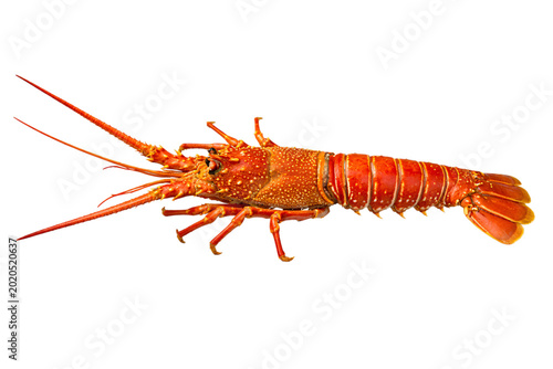 Canvastavla Vibrant orange spiny lobster with long antennae on png isolated transparent blac