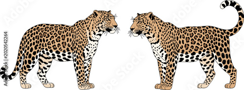 Canvas Print Two Wild Leopards Facing Each Other Vector Illustration for Wildlife, Safari, Na