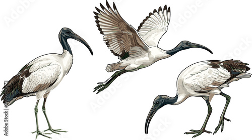 Bild auf Leinwand Sacred Ibis Bird Vector Illustration Set Featuring Standing Flying and Foraging