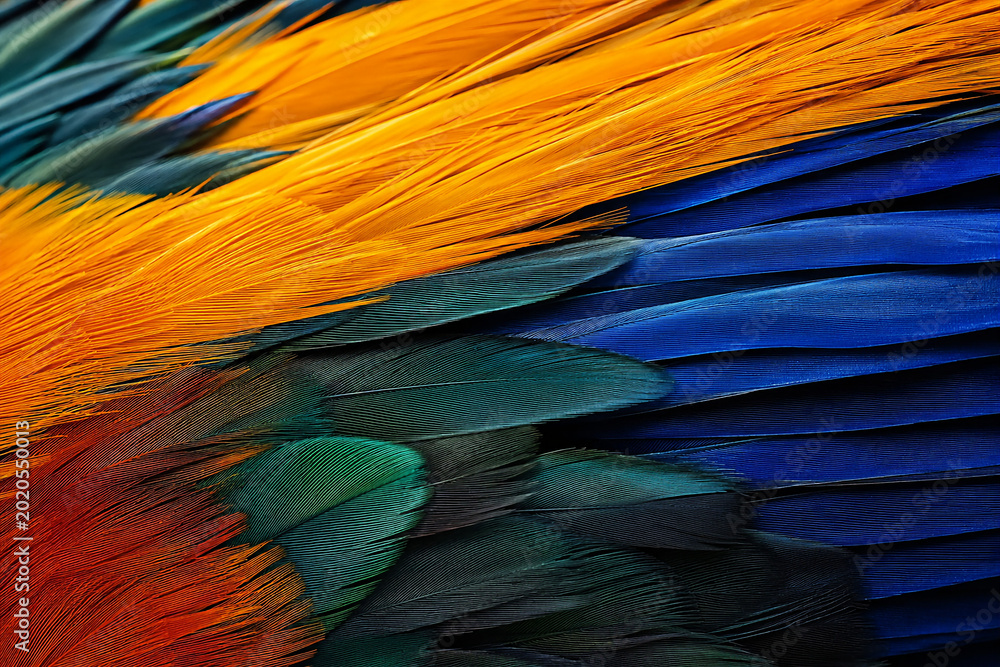 Obraz premium colorful feathers background