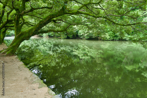 Quadro su tela Lush green tree leaning over a scenic pond with a bright red koi fish swimming i