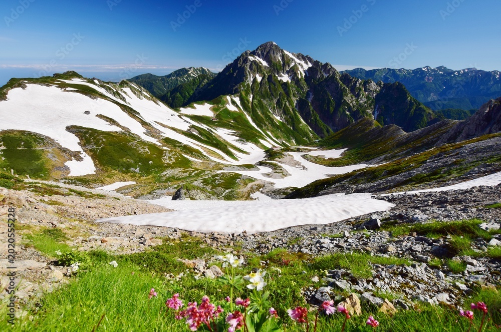 Fototapeta premium 夏の花咲く立山縦走路から望む剱岳